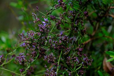 Comesperma volubile, photographed by Peter Crowcroft