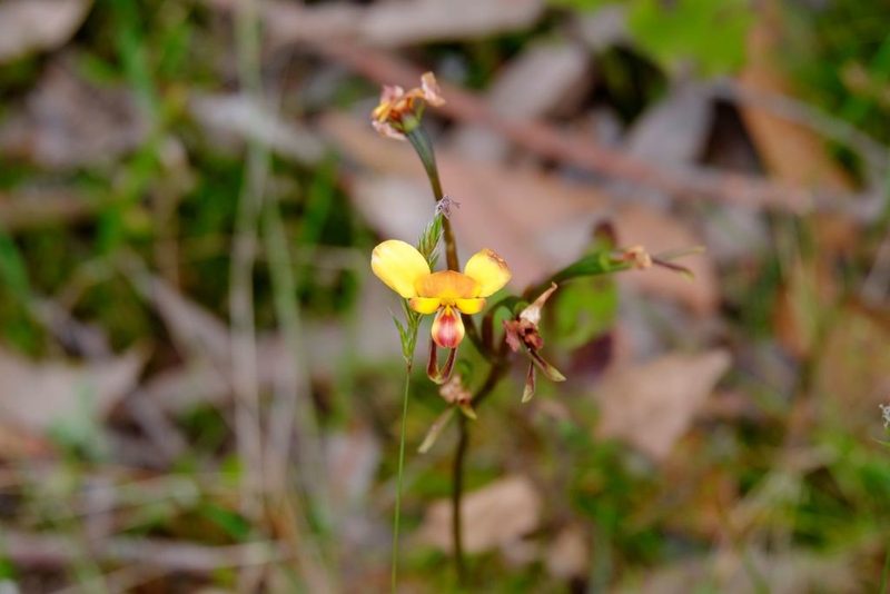 Diuris orientis, photographed by Peter Crowcroft