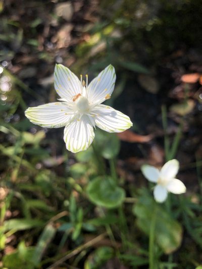Parnassia asarifolia, photographed by Curtis Hansen