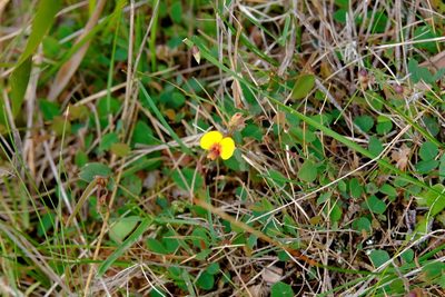 Bossiaea prostrata, photographed by Peter Crowcroft
