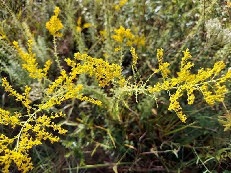 Solidago tortifolia, photographed by Athena Philips