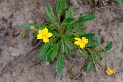 Goodenia geniculata, photographed by Peter Crowcroft