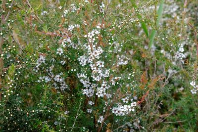 Leptospermum continentale, photographed by Peter Crowcroft
