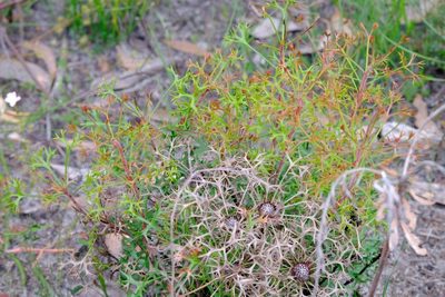 Isopogon ceratophyllus, photographed by Peter Crowcroft