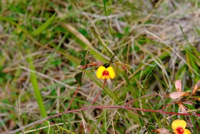 Bossiaea obtusangula, photographed by Peter Crowcroft