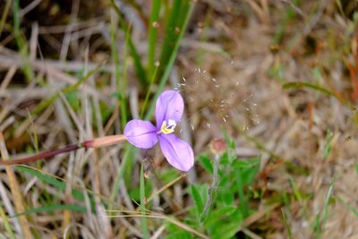 Patersonia occidentalis, photographed by Peter Crowcroft