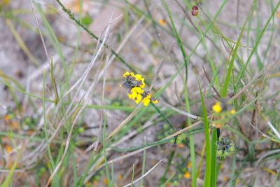 Sphaerolobium minus, photographed by Peter Crowcroft