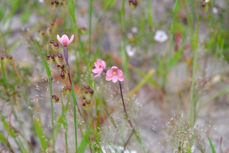 Thelymitra rubra, photographed by Peter Crowcroft