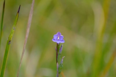Thelymitra ixioides, photographed by Peter Crowcroft