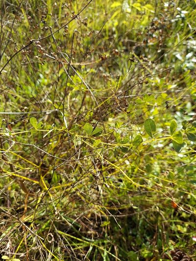 Baptisia lecontei, photographed by Athena Philips