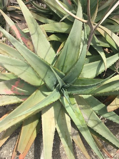Aloe chabaudii, photographed by Presha Soogrim