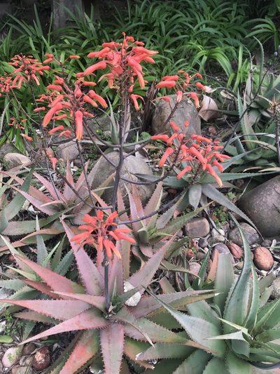 Aloe chabaudii, photographed by Presha Soogrim
