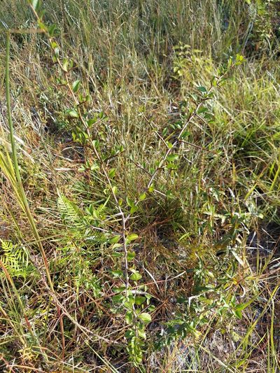 Sideroxylon reclinatum, photographed by Athena Philips