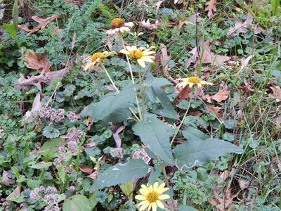 Heliopsis helianthoides, photographed by Tom Lazar