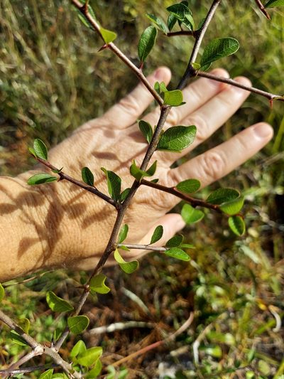 Sideroxylon reclinatum, photographed by Athena Philips