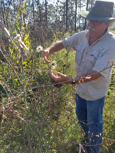 Clematis reticulata, photographed by Athena Philips