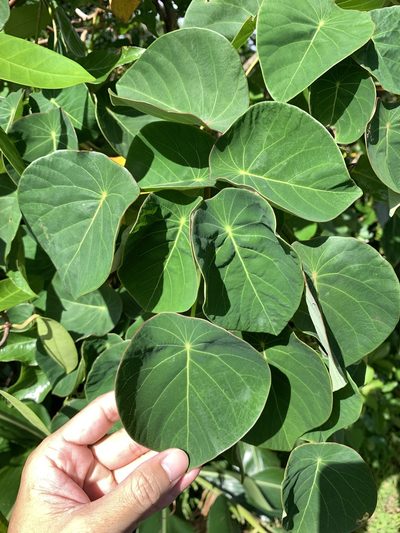 Homalanthus fastuosus, photographed by 呂一起(Lyu yi-chi)