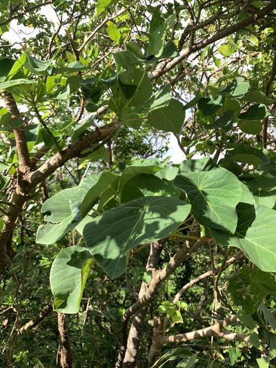 Homalanthus fastuosus, photographed by 呂一起(Lyu yi-chi)