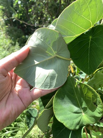 Homalanthus fastuosus, photographed by 呂一起(Lyu yi-chi)