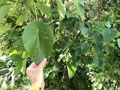 Homalanthus fastuosus, photographed by 呂一起(Lyu yi-chi)