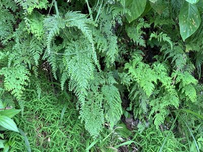 Odontosoria biflora, photographed by 呂一起(Lyu yi-chi)