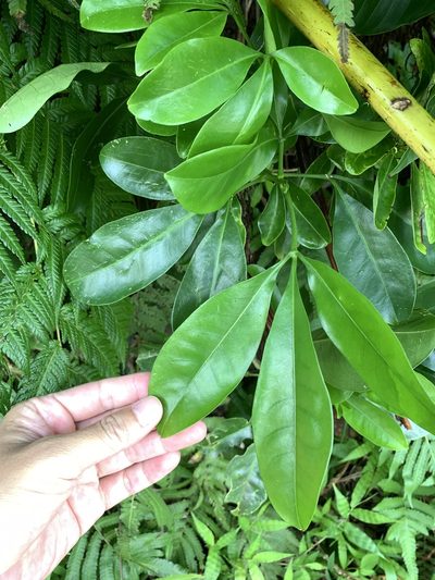 Melicope triphylla, photographed by 呂一起(Lyu yi-chi)