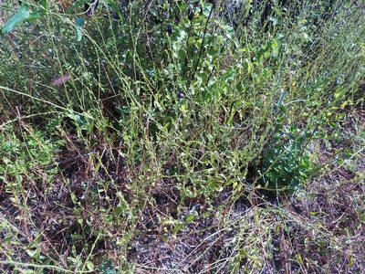 Piriqueta cistoides, photographed by Athena Philips