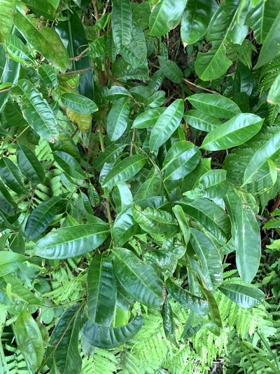 Syzygium tripinnatum, photographed by 呂一起(Lyu yi-chi)