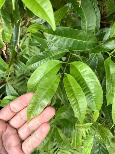 Syzygium tripinnatum, photographed by 呂一起(Lyu yi-chi)
