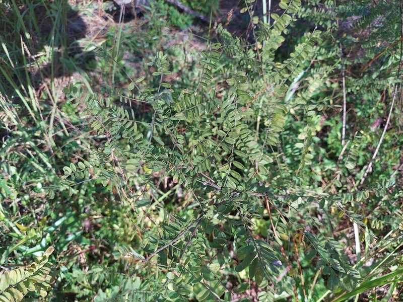 Amorpha herbacea, photographed by Athena Philips