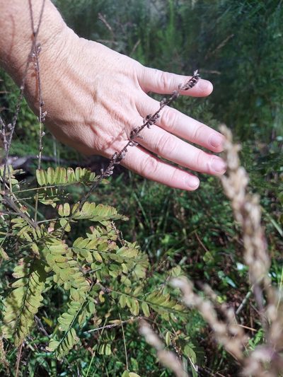 Amorpha herbacea, photographed by Athena Philips