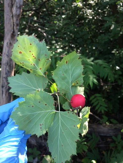 Crataegus coccinioides, photographed by Étienne Lacroix-Carignan