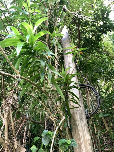 Dracaena angustifolia, photographed by 呂一起(Lyu yi-chi)