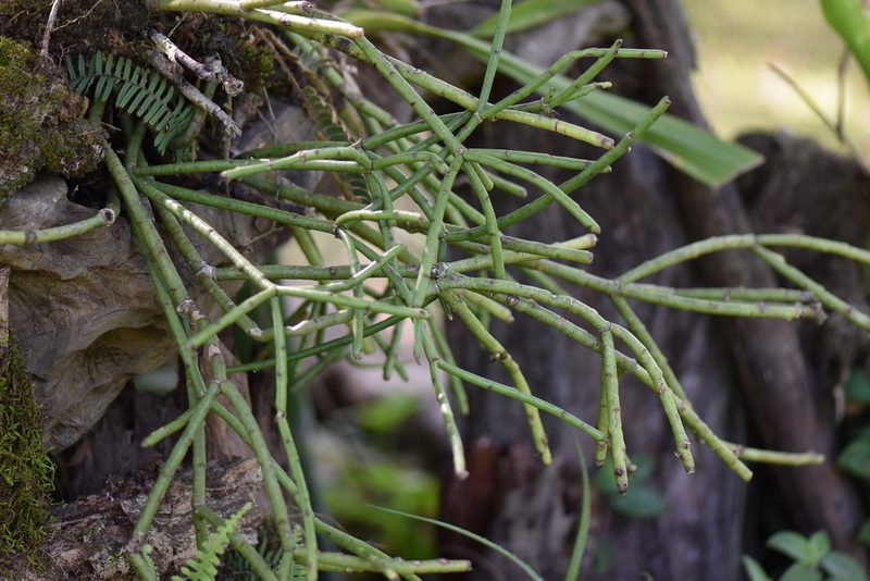 Rhipsalis floccosa, photographed by veronica
