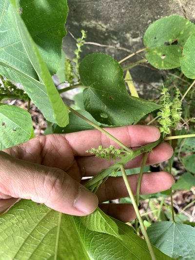 Acalypha grandibracteata, photographed by 呂一起(Lyu yi-chi)