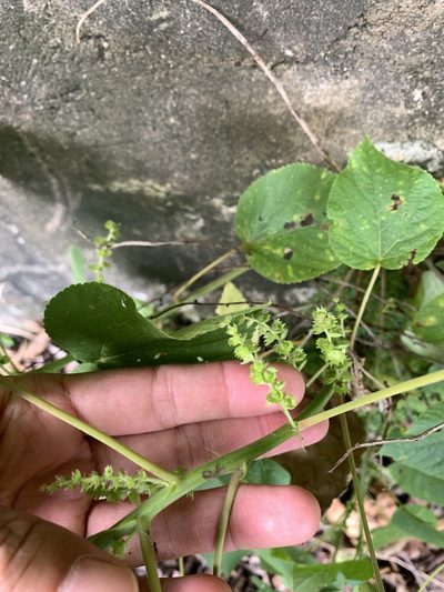 Acalypha grandibracteata, photographed by 呂一起(Lyu yi-chi)