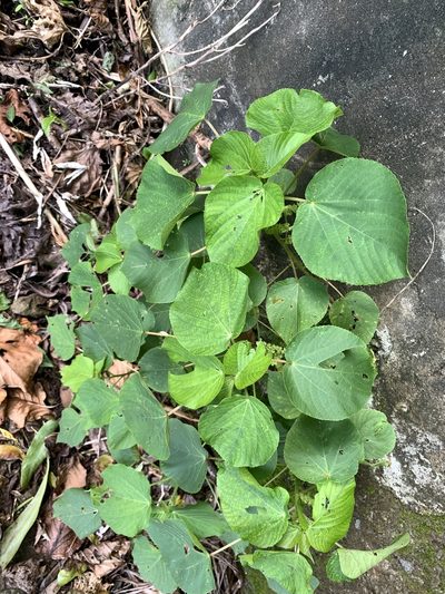 Acalypha grandibracteata, photographed by 呂一起(Lyu yi-chi)