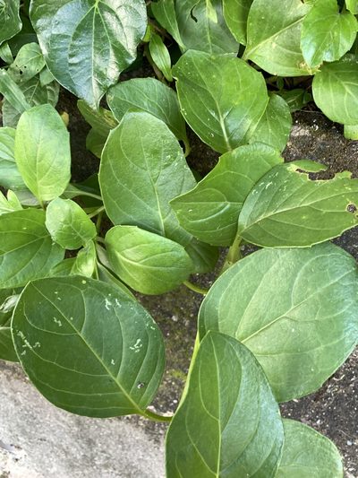 Gynura elliptica, photographed by 呂一起(Lyu yi-chi)