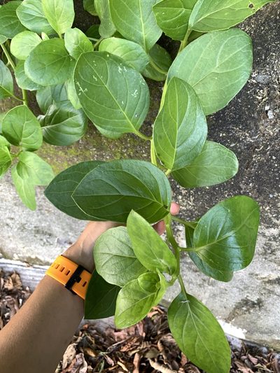 Gynura elliptica, photographed by 呂一起(Lyu yi-chi)