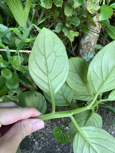 Gynura elliptica, photographed by 呂一起(Lyu yi-chi)