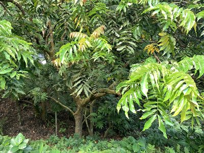 Pometia pinnata, photographed by 呂一起(Lyu yi-chi)