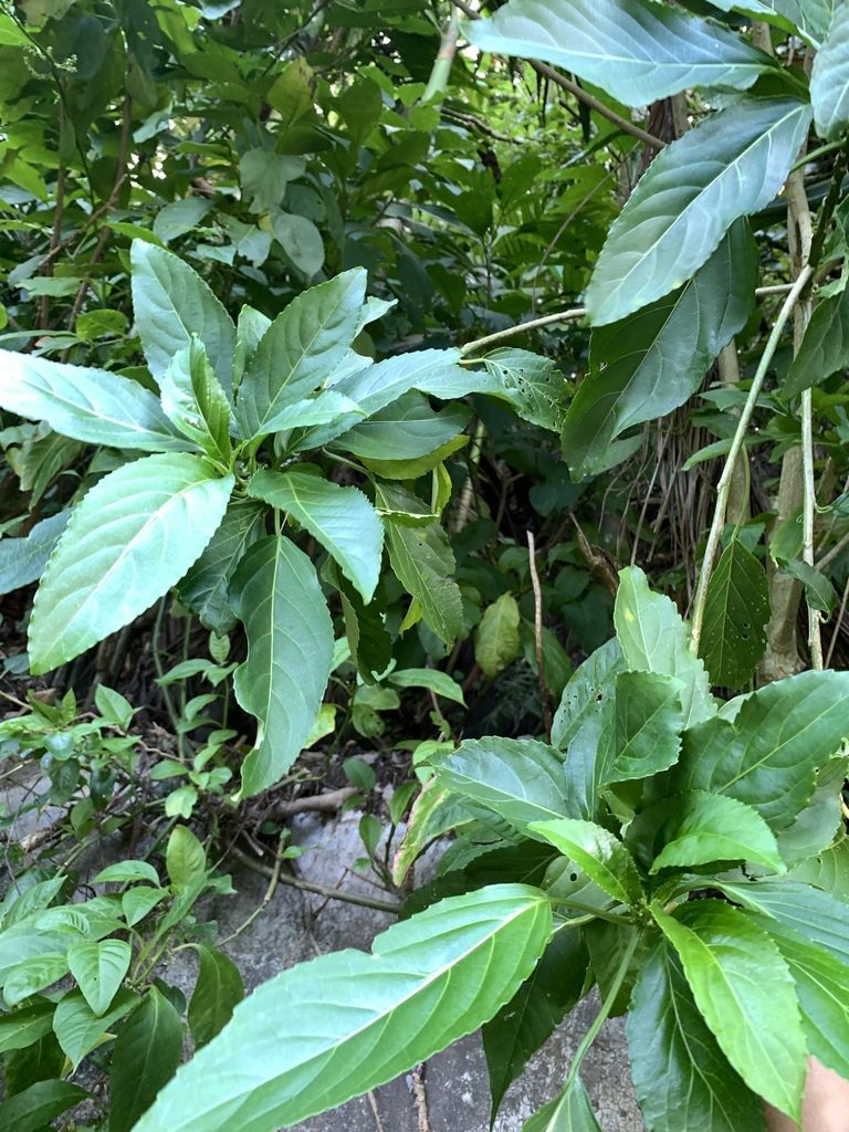 Claoxylon brachyandrum, photographed by 呂一起(Lyu yi-chi)