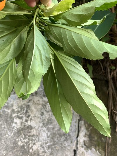 Claoxylon brachyandrum, photographed by 呂一起(Lyu yi-chi)