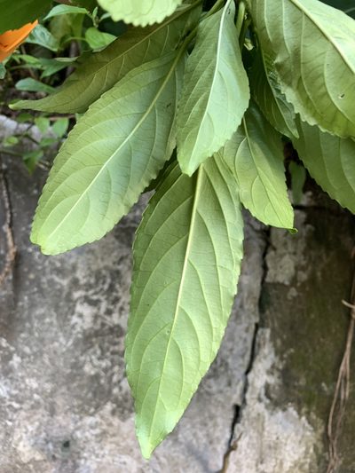 Claoxylon brachyandrum, photographed by 呂一起(Lyu yi-chi)