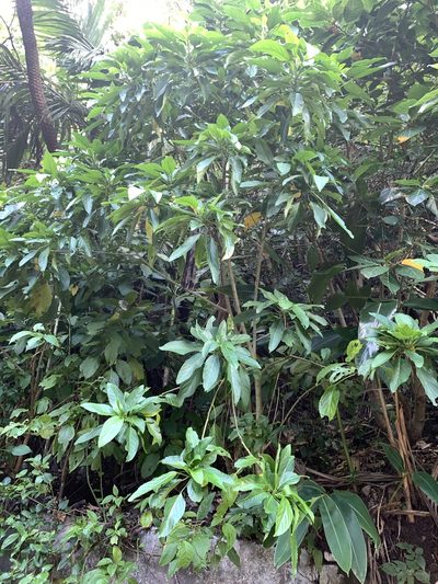 Claoxylon brachyandrum, photographed by 呂一起(Lyu yi-chi)