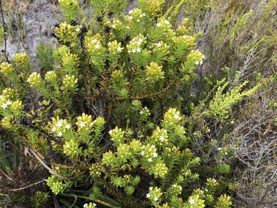Thesium viridifolium, photographed by Caroline Voget