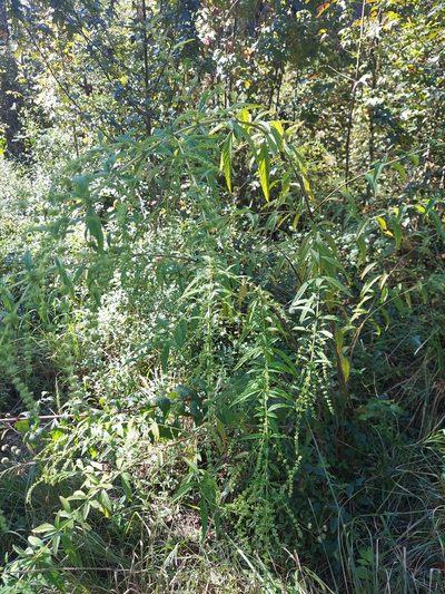 Condea verticillata, photographed by Athena Philips