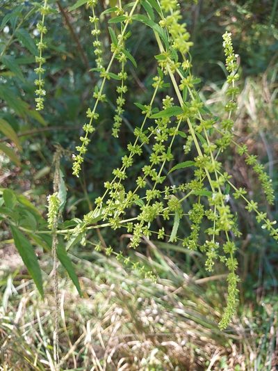 Condea verticillata, photographed by Athena Philips