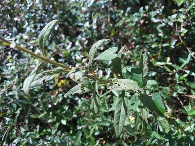 Teucrium canadense, photographed by Athena Philips