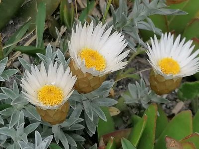 Helichrysum retortum, photographed by flamelily